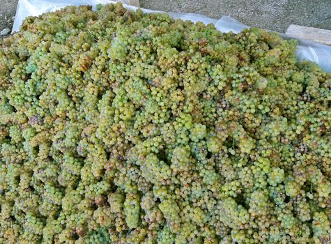 A lot of Sun ripened juicy white wine grapes