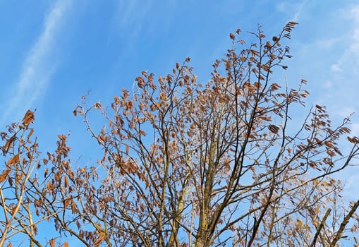 Hazelnut tree blooming in spring. Blue sky background