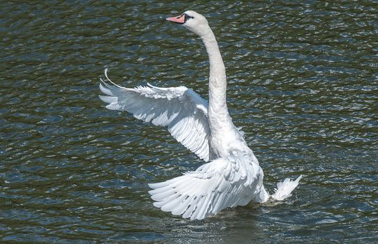 swan taking off by flapping its wings on the river avon