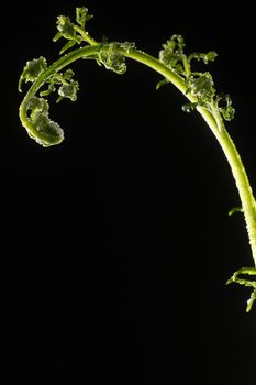 close-up of green fern leaf