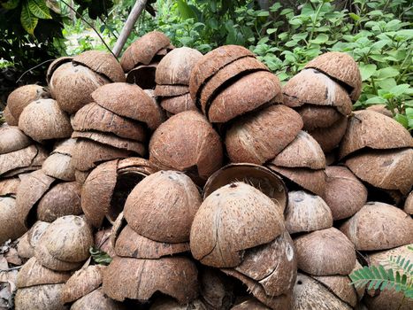 coconut shell group