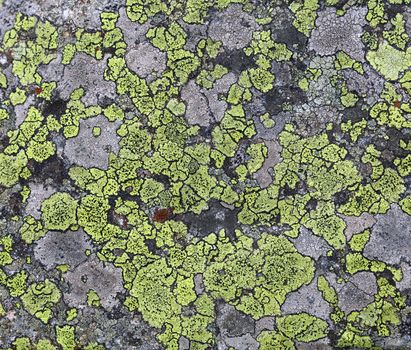 Pattern of green and black lichen moss on rock