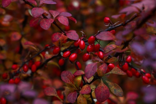 Close up red autumn berberis leaves and berries
