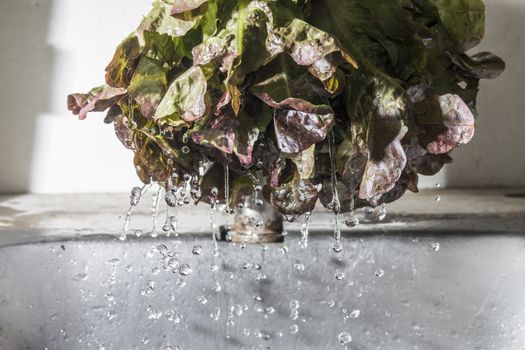 cleaning a purple salad with water,cleaning food