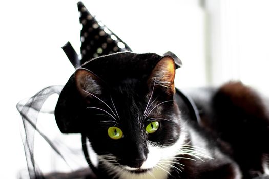 Black cat with witch hat for halloween. isolated on white background.