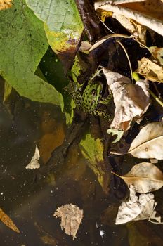 Lake with colorful autumn leaves and a green frog or Rana in the water, Vrana park