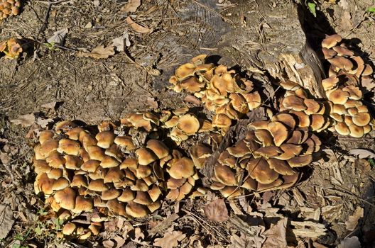 Delicious edible yellow mushrooms chanterelle or Cantharellus ciba-rius grow near by stump