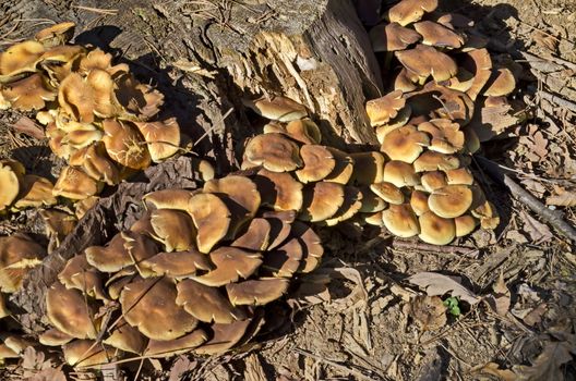 Delicious edible yellow mushrooms chanterelle or Cantharellus ciba-rius grow near by stump