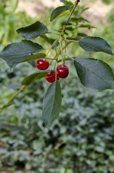 Cherry or sour cherry twig with sweet appetizing red fruits in the garden