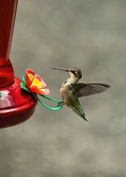 Hummingbird Perches on Feeder Rest