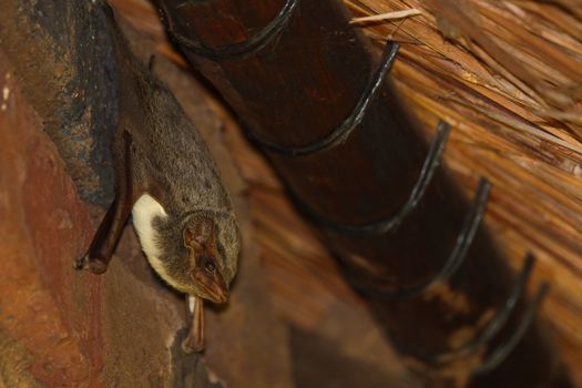 Mauritian Tomb Bat Hanging Under Thatch Roof (Taphozous mauritianus)