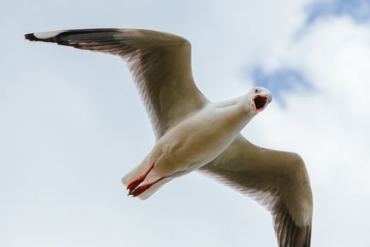 Seagull Soaring in Victoria Australia