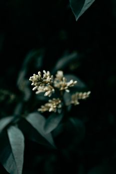 Super close up of a white and yellow plant with a dark and moody background