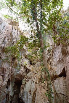 Outside A Bat Cave Ecosystem