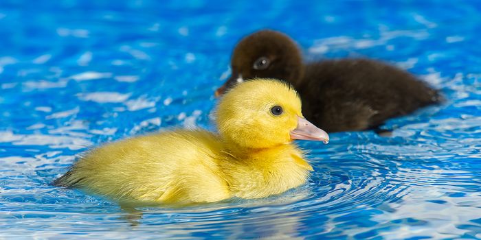 Yellow small cute duckling in swimming pool. Duckling swimming i