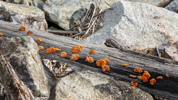 Orange Fungi Growing On Wood