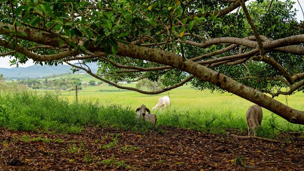 Cattle Lying In The Shade Of A Fig Tree