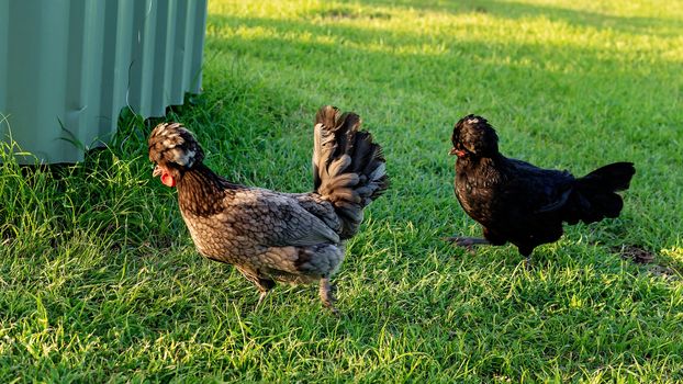 Polish Bantam Chickens Off To Roost