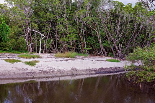Sandy Beach Amongst Mangroves