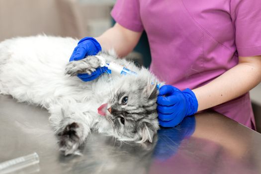A young female anesthetist, a veterinarian, inserts a catheter into the cat and performs anesthesia before surgery. The assistant keeps the cat. Vet clinic. Preparing a cat for the procedure