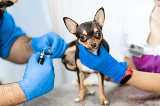 A professional veterinarian cuts the claws of a small dog of the Chihuahua breed on a manipulation table in a medical clinic. Pet care concept