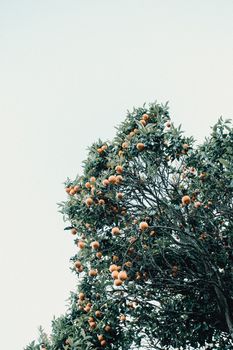 Minimalistic image of a orange fruit tree over a bright white sky