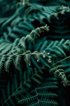Ferns on desaturated green tones in the middle of the forest with copy space