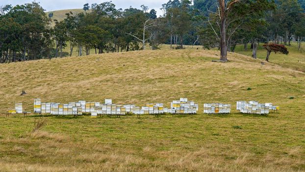 Beekeeping In The Country
