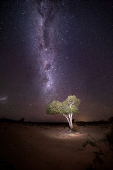 Illuminated tree under starry sky