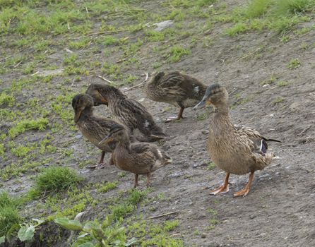 Wild Female Mallard duck with youngs ducklings. Anas platyrhynchos on the grass and dirt. Beauty in nature. Young birds in spring time.