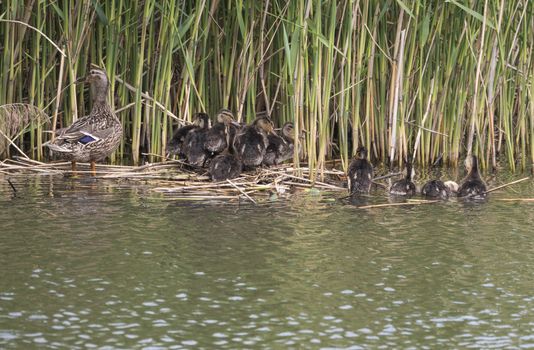 Wild Female Mallard duck with youngs ducklings. Anas platyrhynchos leaving the water hiding in reeds. Beauty in nature. Spring time. Birds swimming on lake. Young ones.
