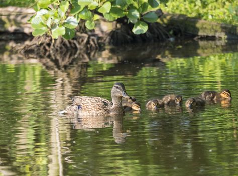 Wild Female Mallard duck with youngs ducklings. Anas platyrhynchos. Beauty in nature. Spring time golden hour. Birds swimming on lake. Young ones.
