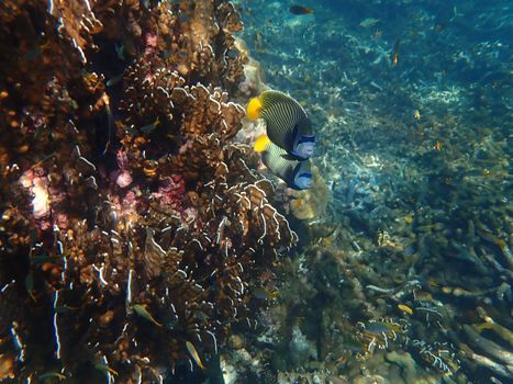 Emperor angelfish with corals in sea