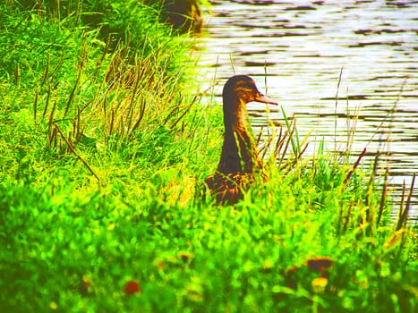 one duck sits on the bank of the grass with its neck stretched