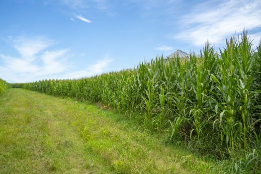 View Of A Green Field Of Young Corn In The American Midwest