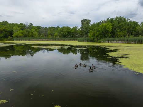 Canadian Geese Enjoy A Summers Swim In An American Midwest Pond