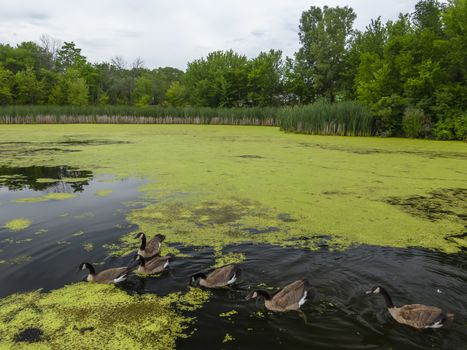 Canadian Geese Enjoy A Summers Swim In An American Midwest Pond