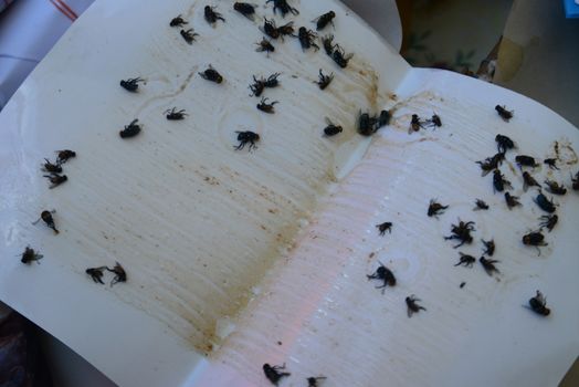 ecological insect trap, Adhesive fly trap