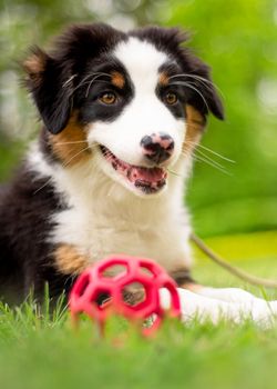 Happy Aussie lying on meadow with green grass in summer or spring. Beautiful Australian shepherd puppy 3 months old - portrait close-up. Cute dog enjoy playing at park outdoors.