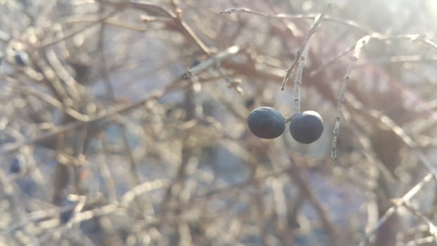 Closeup view of Black mountain ash berries