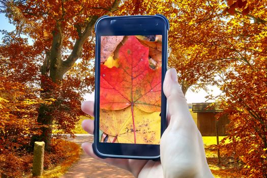 Autumn leaves composing of a female hand holding a smartphone in