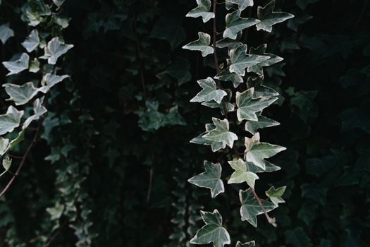 Background of some desaturated green leaves with dark tones