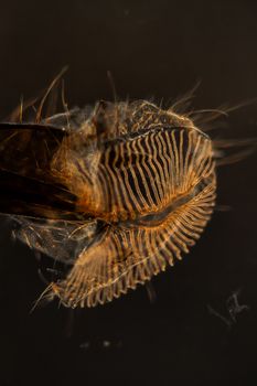 Housefly's proboscis magnified 100x
