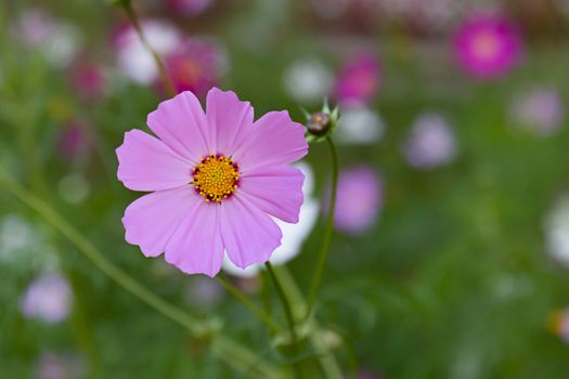 Pink garden flower of Cosmea. Close-up of flower in a Summer garden.