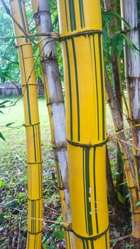 wild bamboo