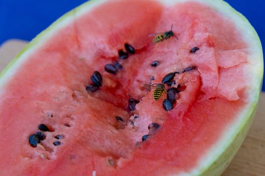 Wasps sit on a ripe red cut watermelon. Close-up.