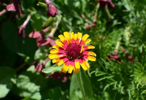 Brightly coloured yellow and pink Zinnia Whirligig flower