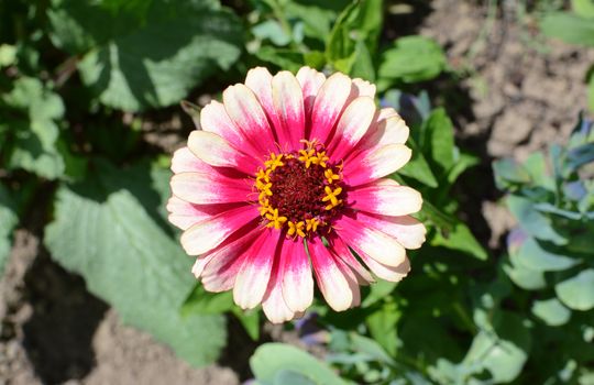 Two-tone pink Zinnia Whirligig flower 