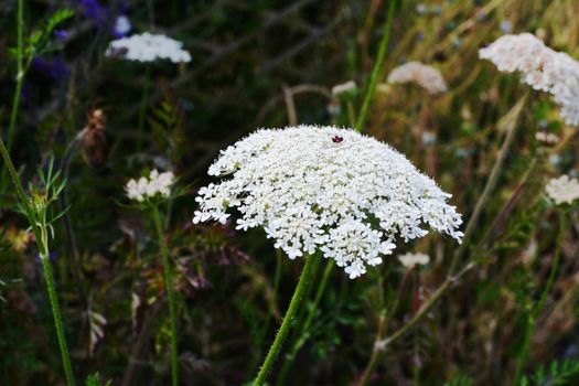 Cow parsley, or wild chervil - umbel cluster of delicate small w