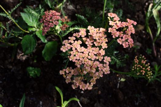 Yarrow - Achillea Appleblossom - with small pink flowers